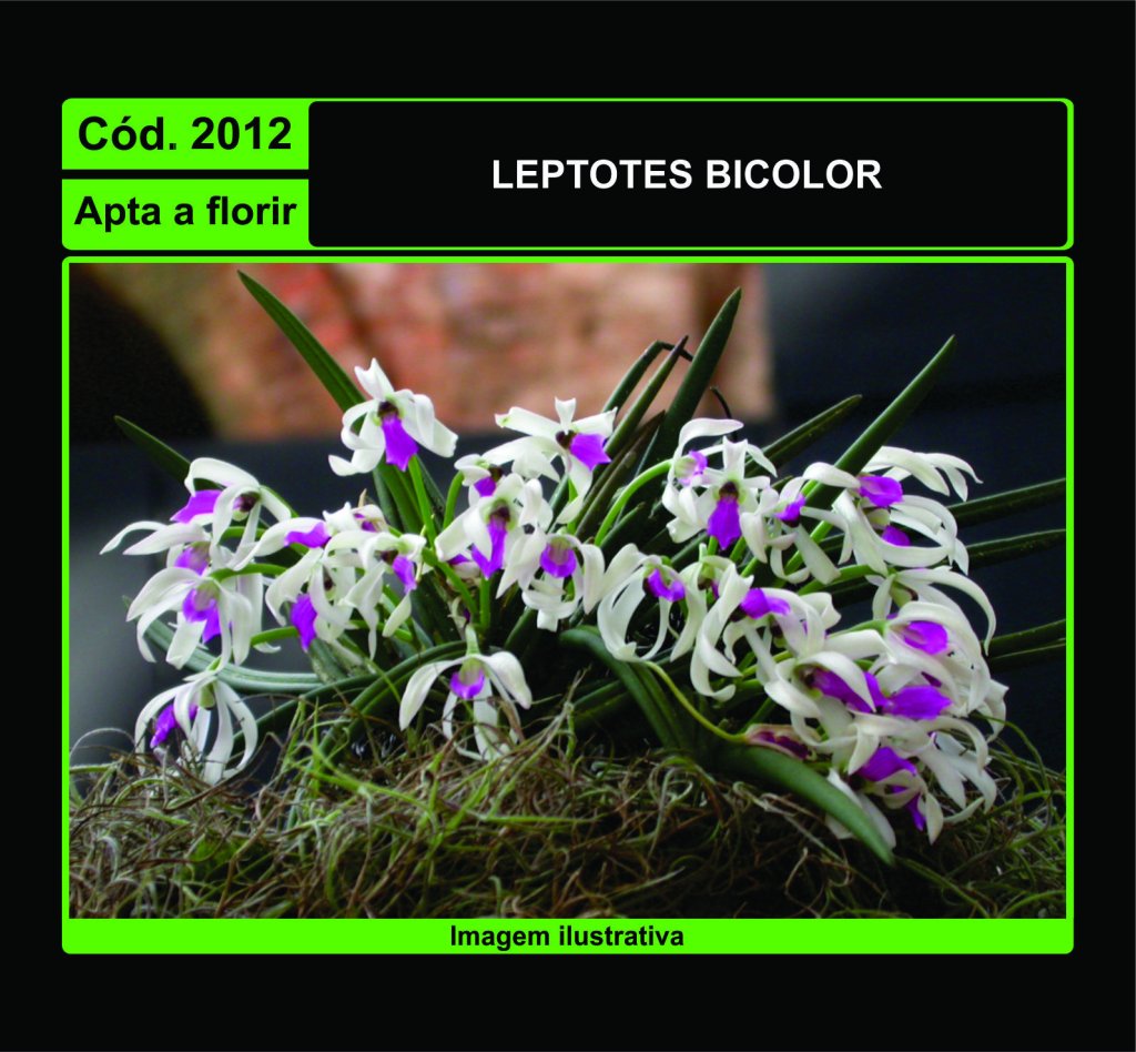 LEPTOTES BICOLOR 2012