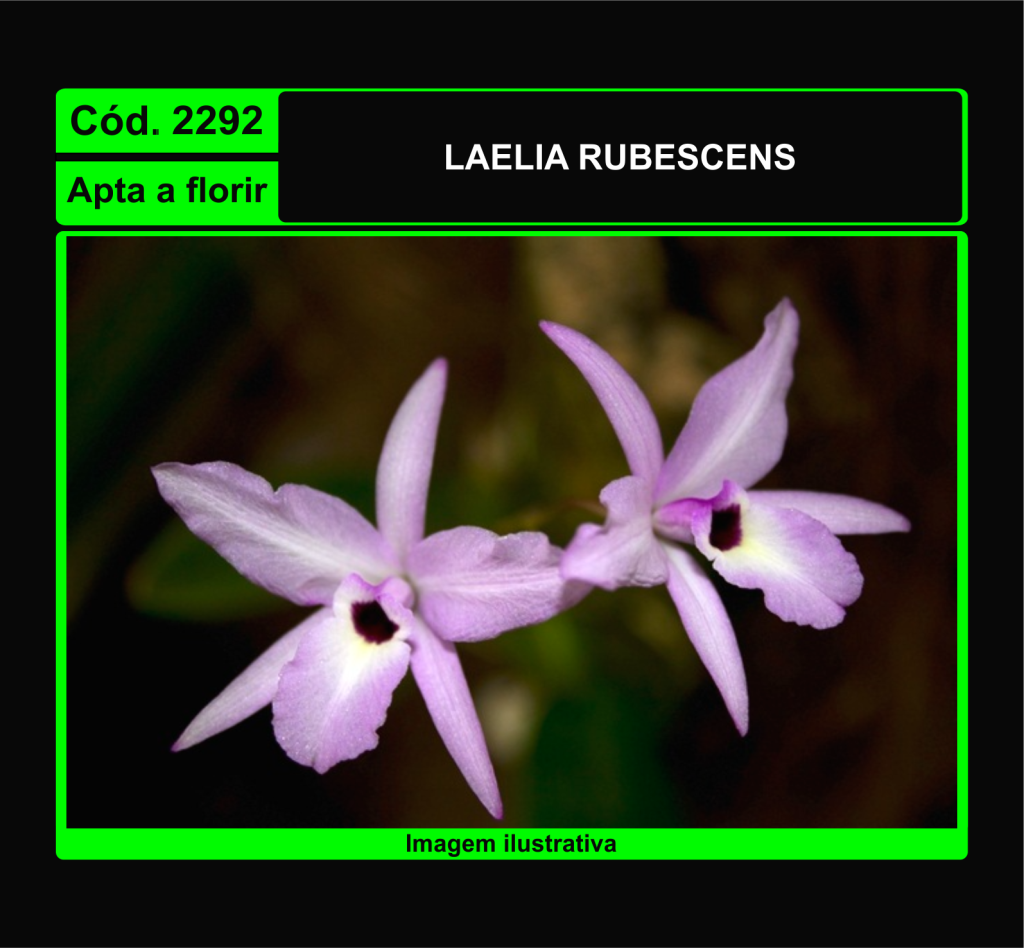 LAELIA RUBESCENS 2292