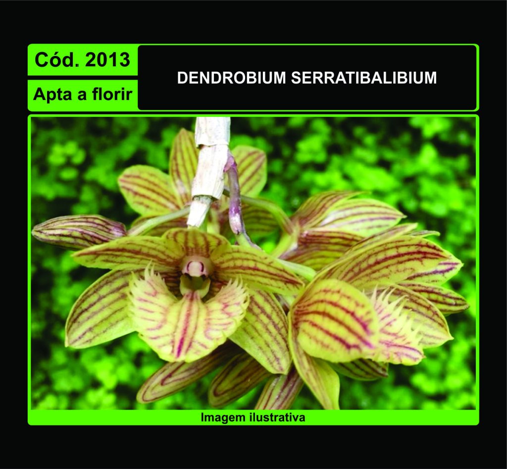 DENDROBIUM SERRATILABIUM 2013