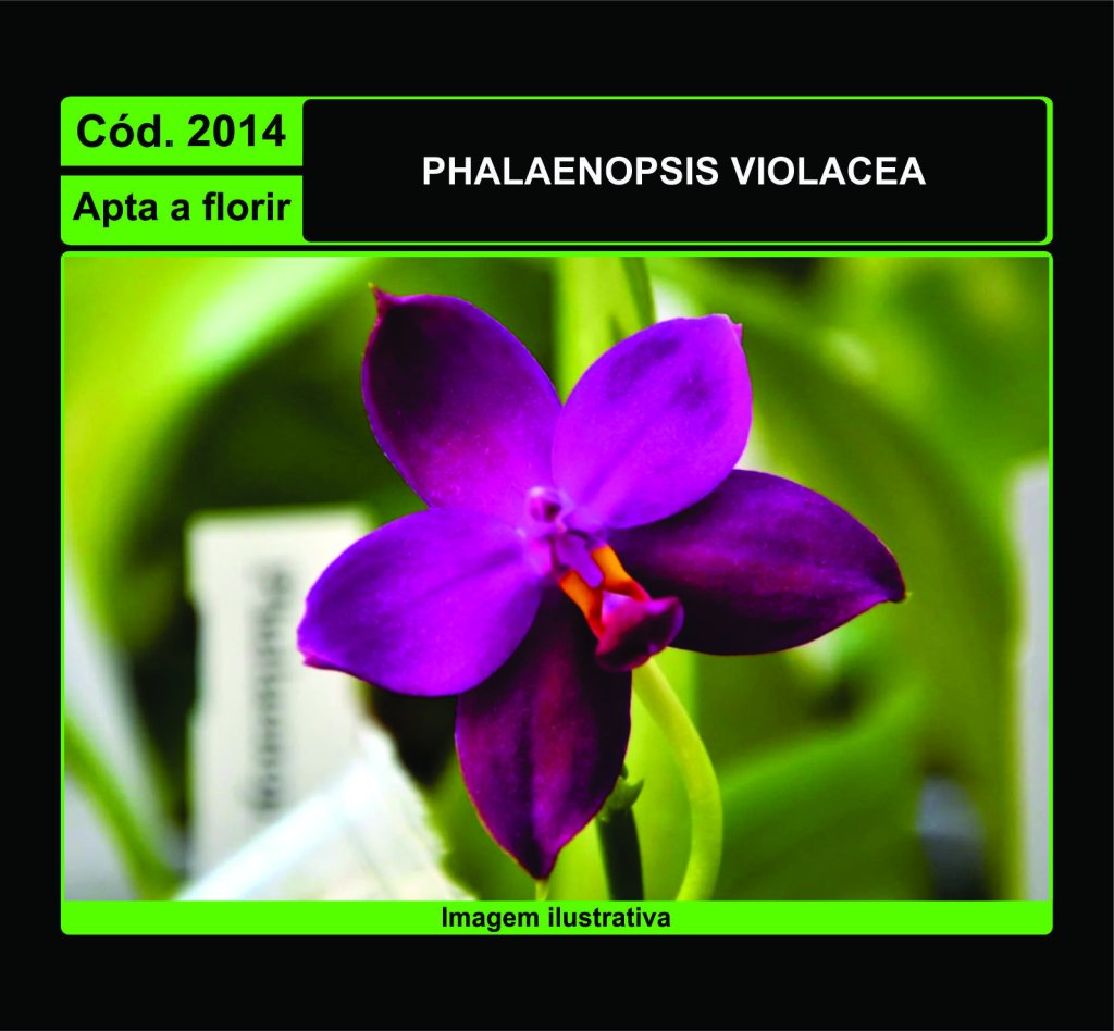 PHALAENOPSIS VIOLACEA 2014