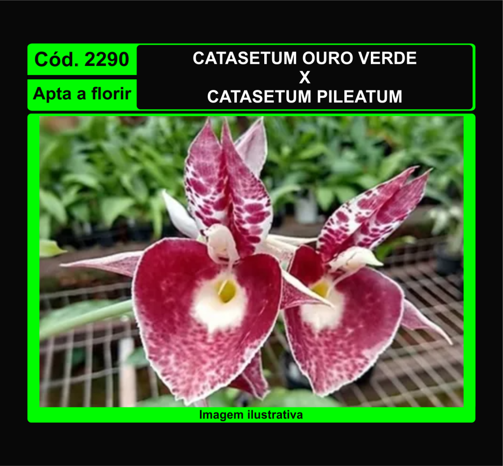 CATASETUM OURO VERDE X PILEATUM 2290