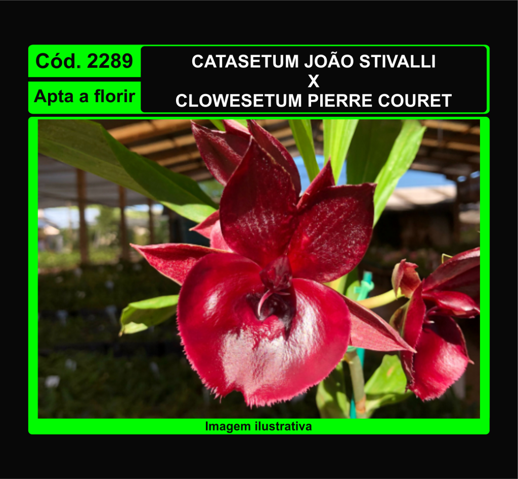 CATASETUM JOAO STIVALLI X CLOWESETUM PIERRE COURET 2289