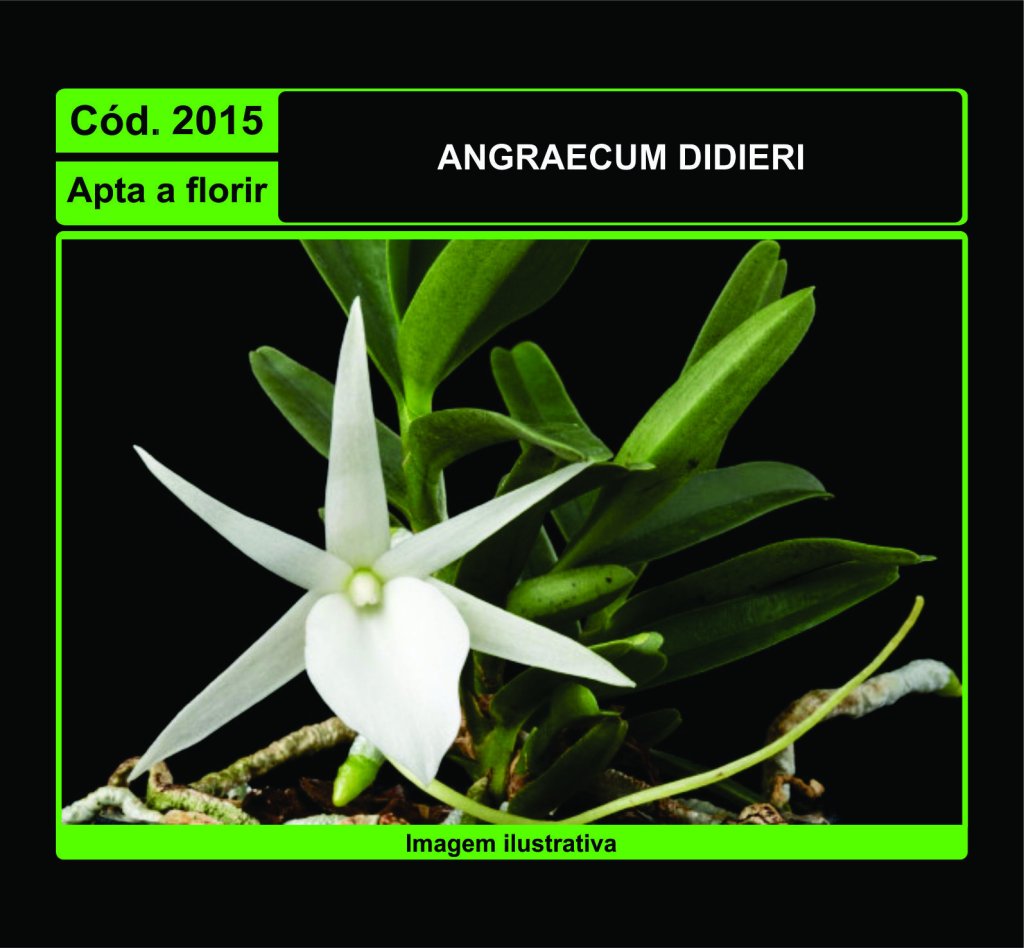 ANGRAECUM DIDIERI 2015
