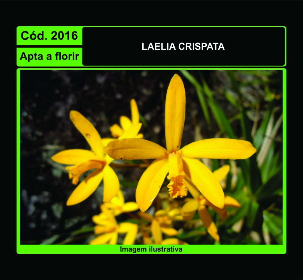 LAELIA CRISPATA 2016