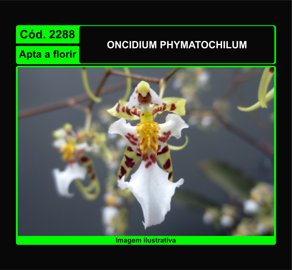 ONCIDIUM PHYMATOCHILUM 2288