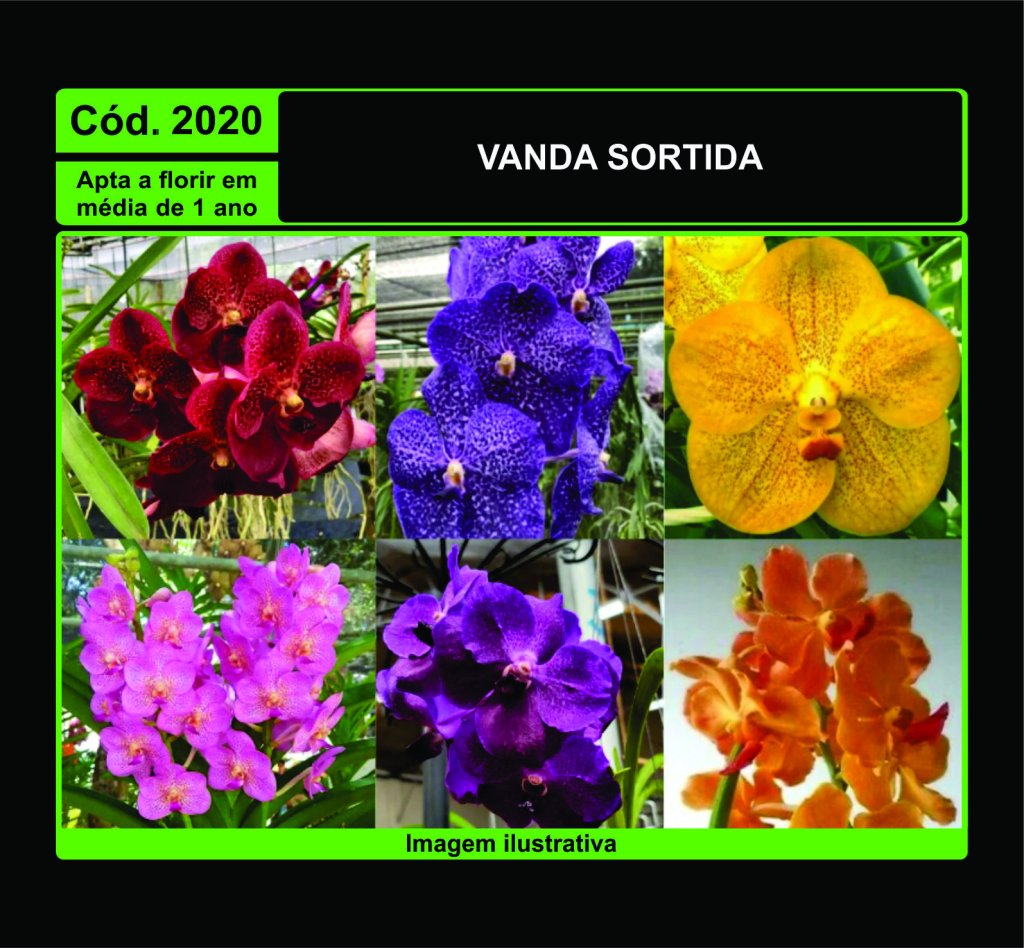 VANDA SORTIDA PRÉ ADULTA 2020