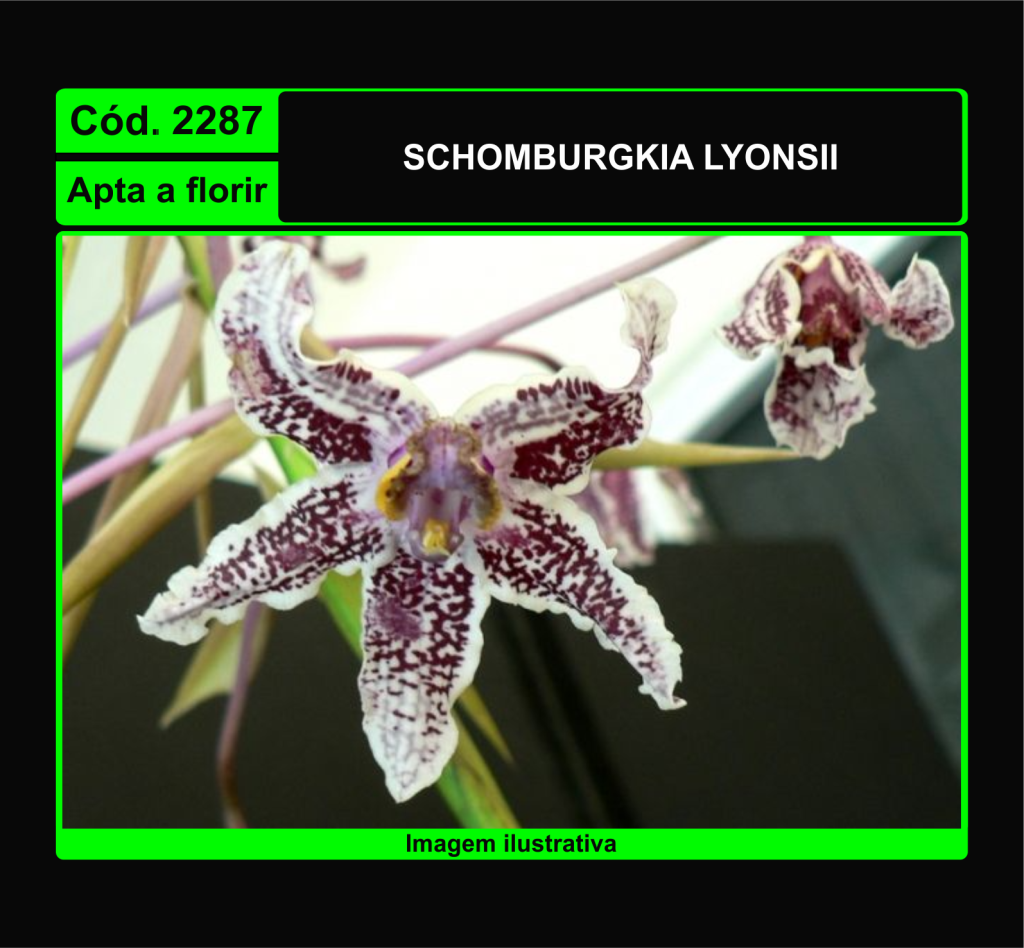 SCHOMBURGKIA LYONSII 2287