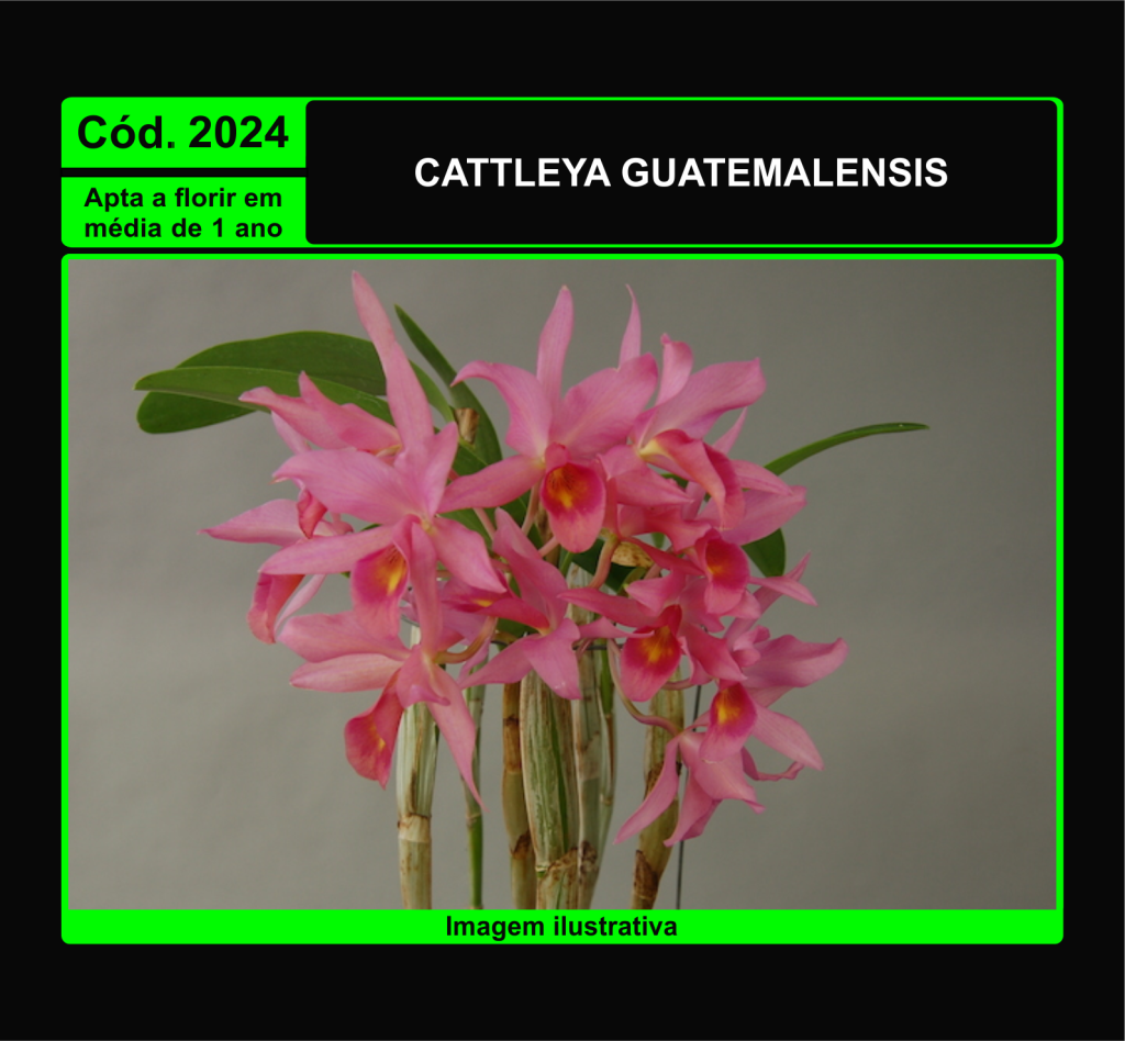 CATTLEYA GUATEMALENSIS PRÉ ADULTA 2024