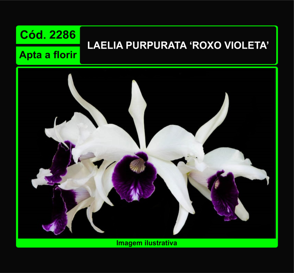 LAELIA PURPURATA ROXO VIOLETA 2286