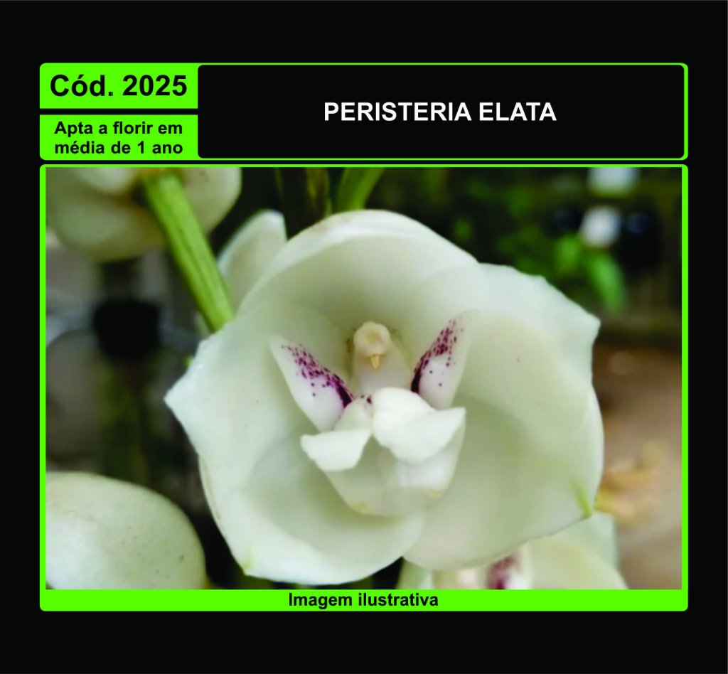 PERISTERIA ELATA 2025