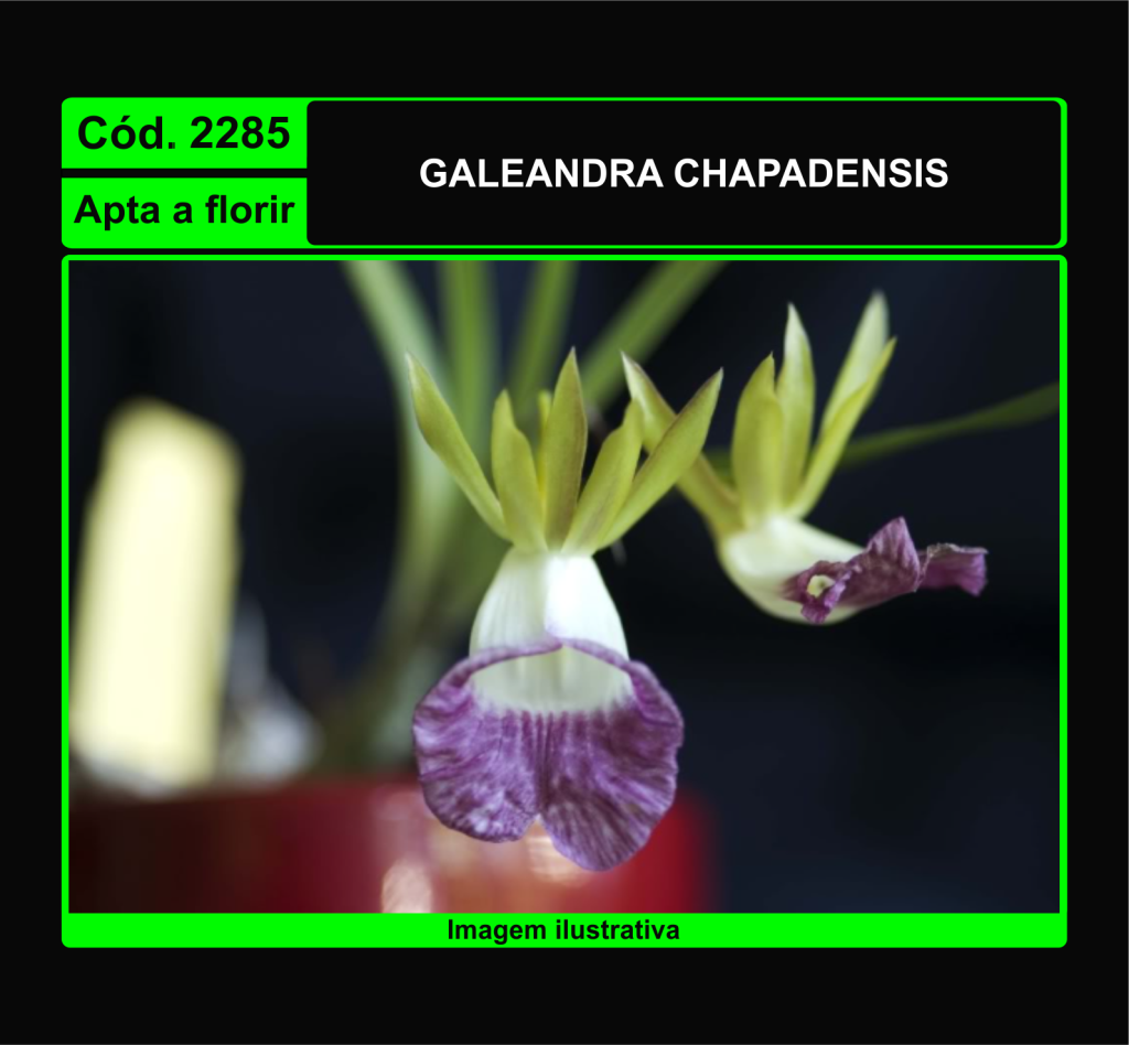 GALEANDRA CHAPADENSIS 2285