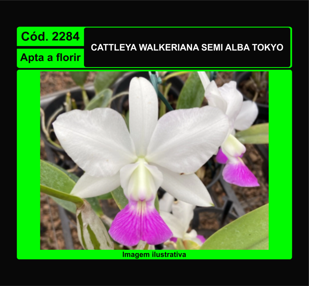 CATTLEYA WALKERIANA SEMI ALBA TOKYO 2284