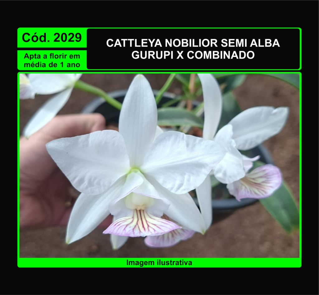 CATTLEYA NOBILIOR SEMI ALBA GURUPI X COMBINADO PRÉ ADULTA 2029