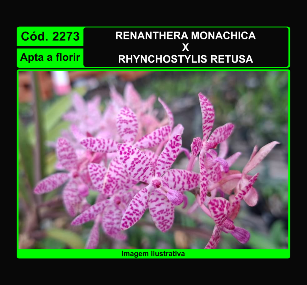 RENANTHERA MONACHICA X RHYNCHOSTYLIS RETUSA 2273