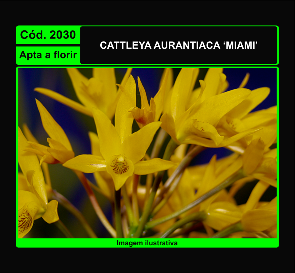 CATTLEYA AURANTIACA MIAMI 2030