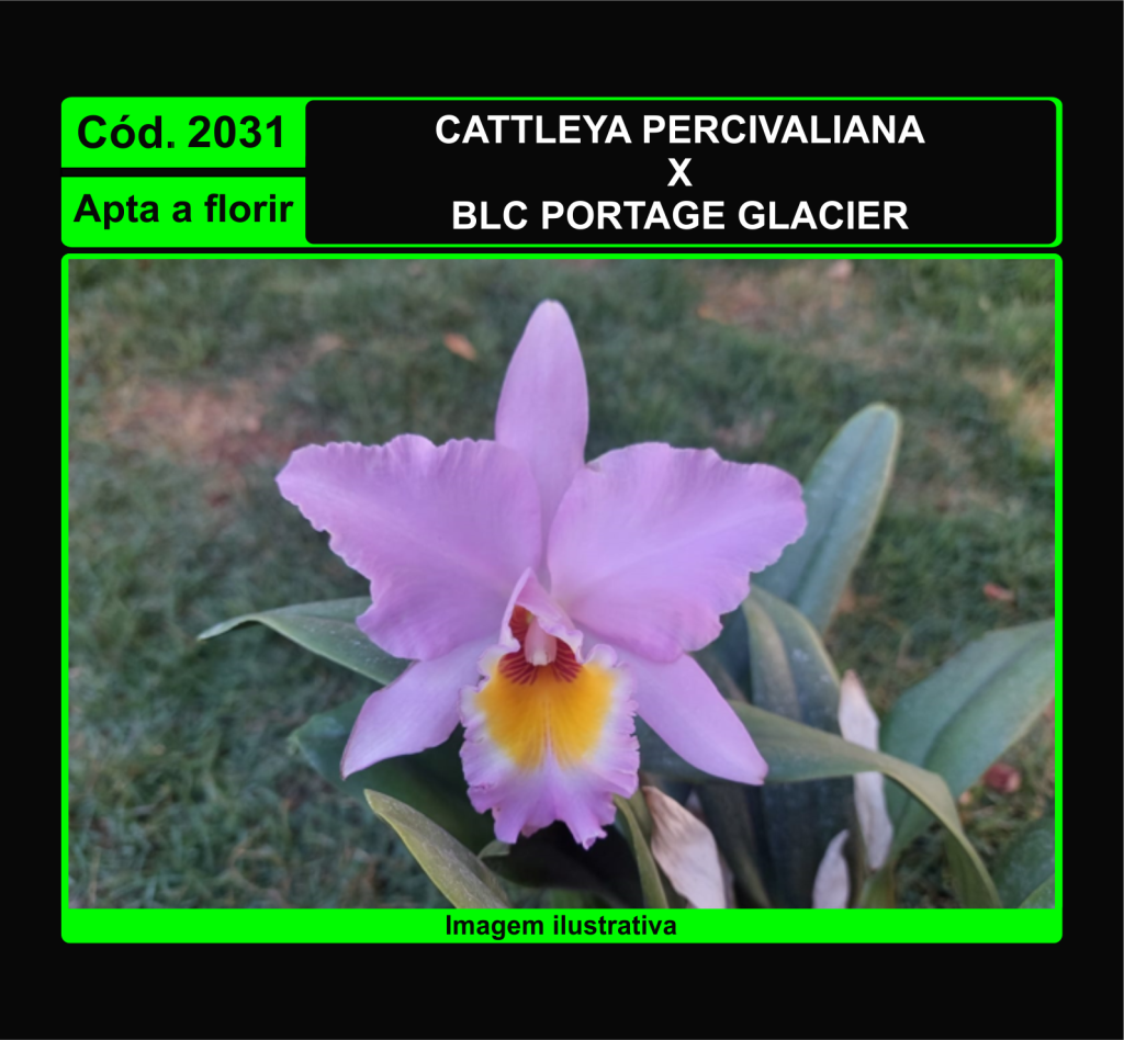 CATTLEYA PERCIVALIANA X BLC PORTAGE GLACIER 2031