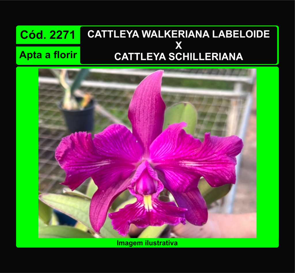 CATTLEYA WALKERIANA LABELOIDE X CATTLEYA SCHILLERIANA 2271