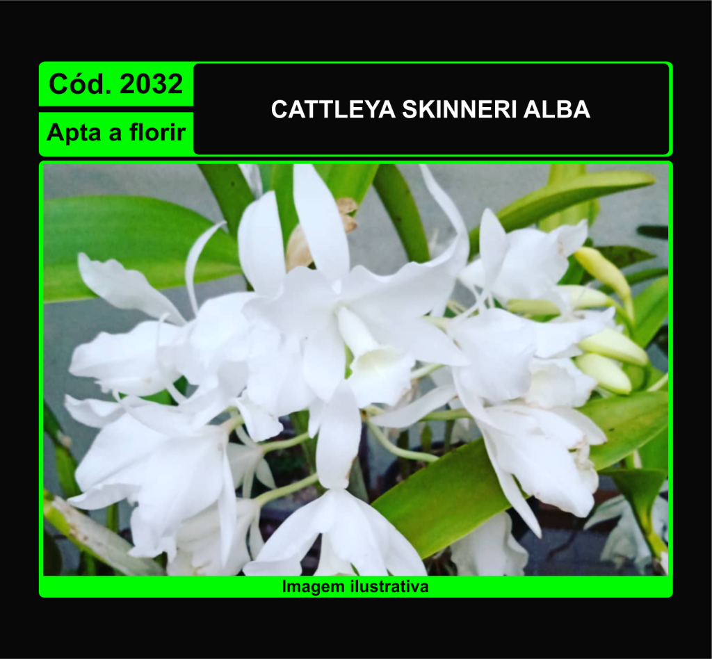 CATTLEYA SKINNERI ALBA 2032