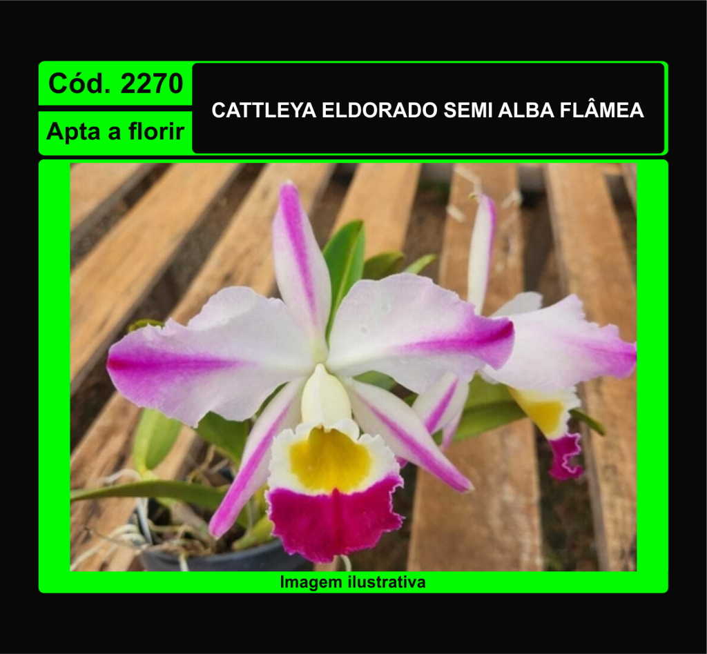 CATTLEYA ELDORADO SEMI ALBA FLAMEA 2270