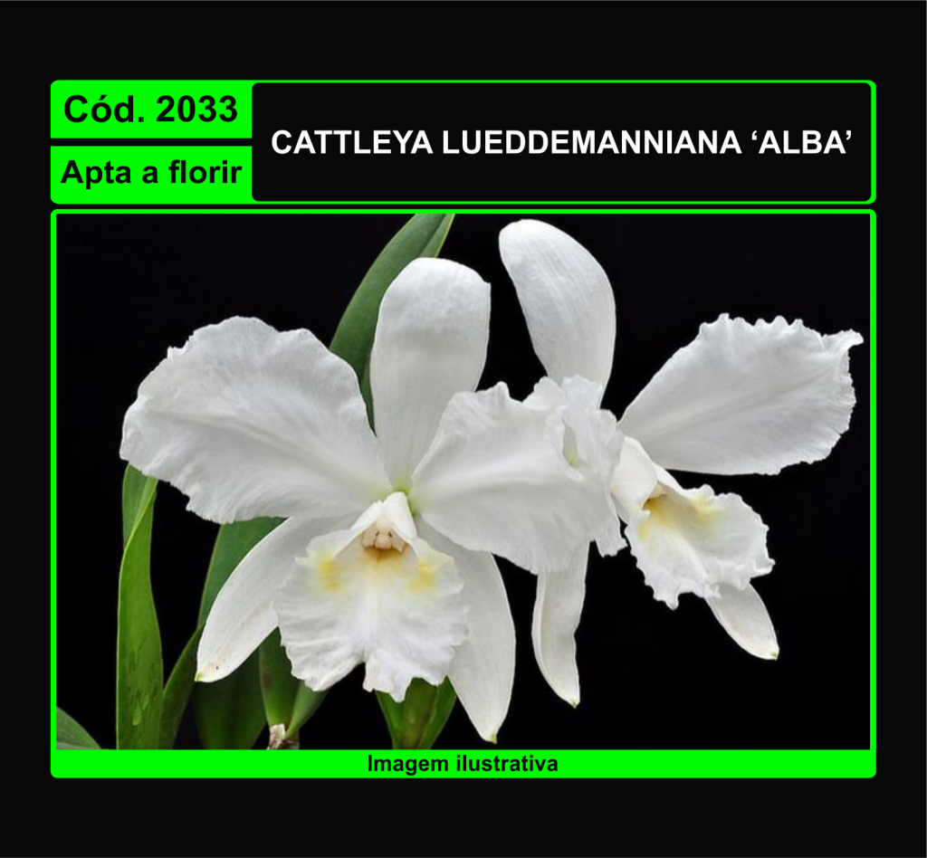 CATTLEYA LUEDDEMANNIANA ALBA 2033