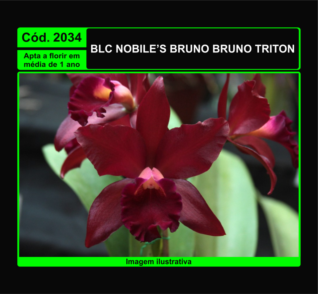 BLC NOBILES BRUNO BRUNO TRITON PRÉ ADULTA 2034