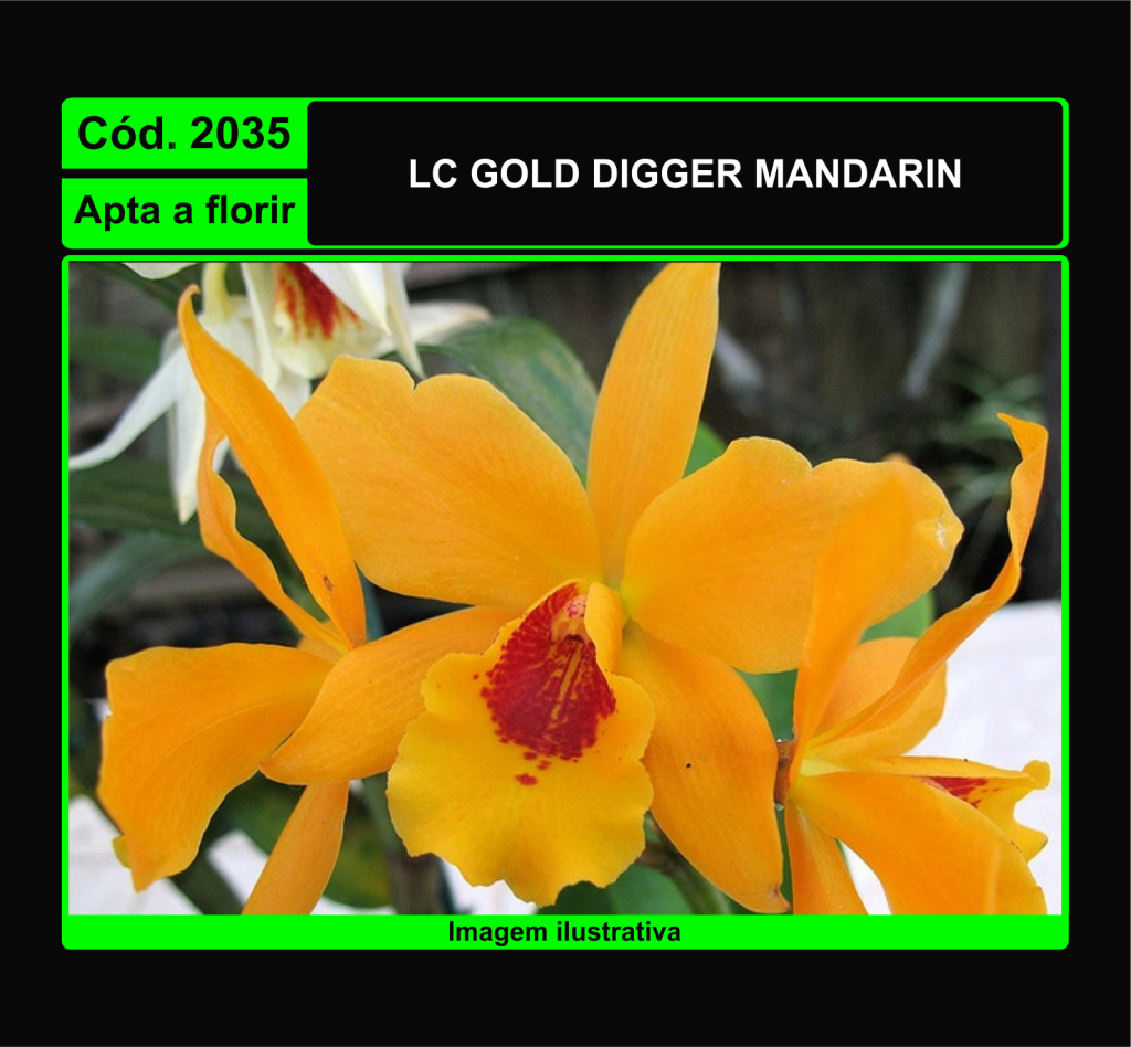 LC GOLD DIGGER MANDARIN 2035