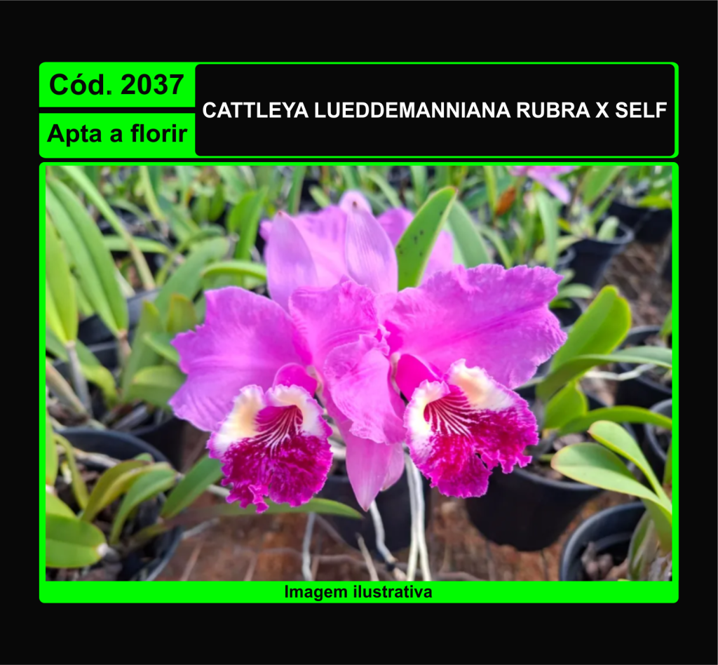 CATTLEYA LUEDDEMANNIANA RUBRA X SELF 2037