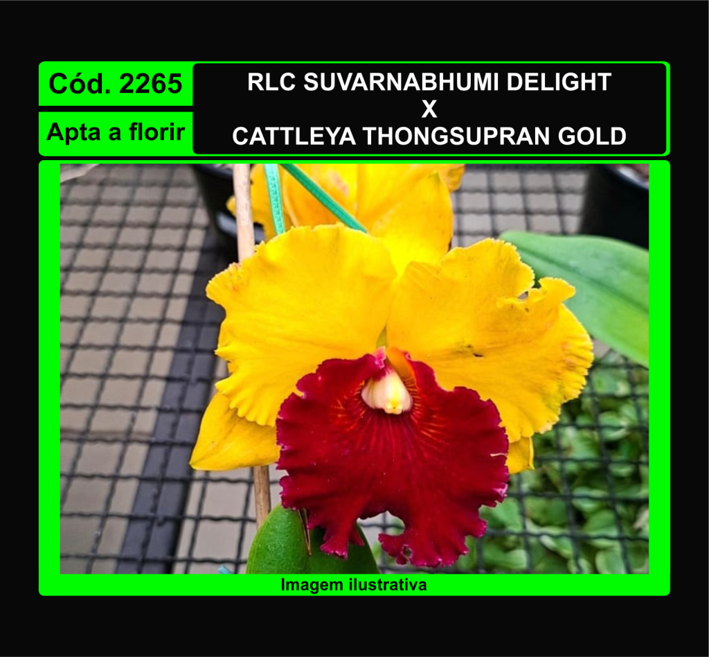RLC SUVARNABHUMI DELIGHT X C THONGSUPRAN GOLD 2265