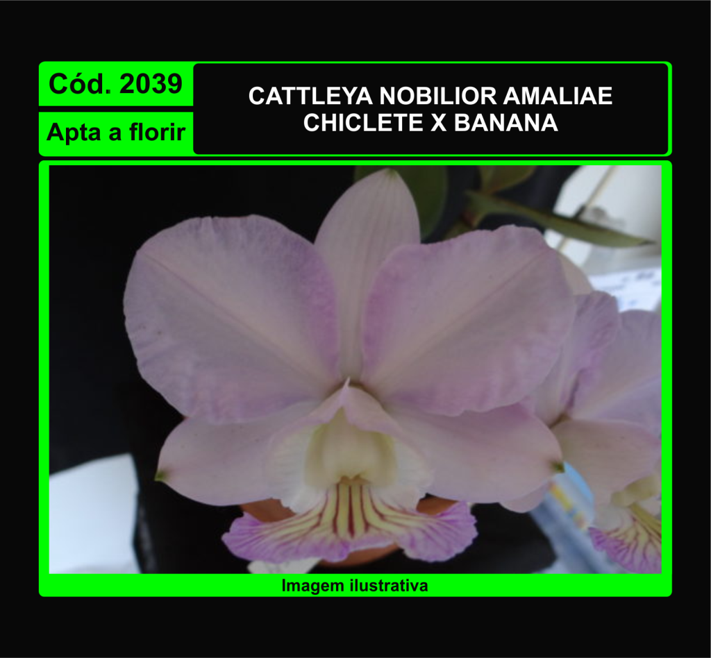 CATTLEYA NOBILIOR AMALIAE 2039