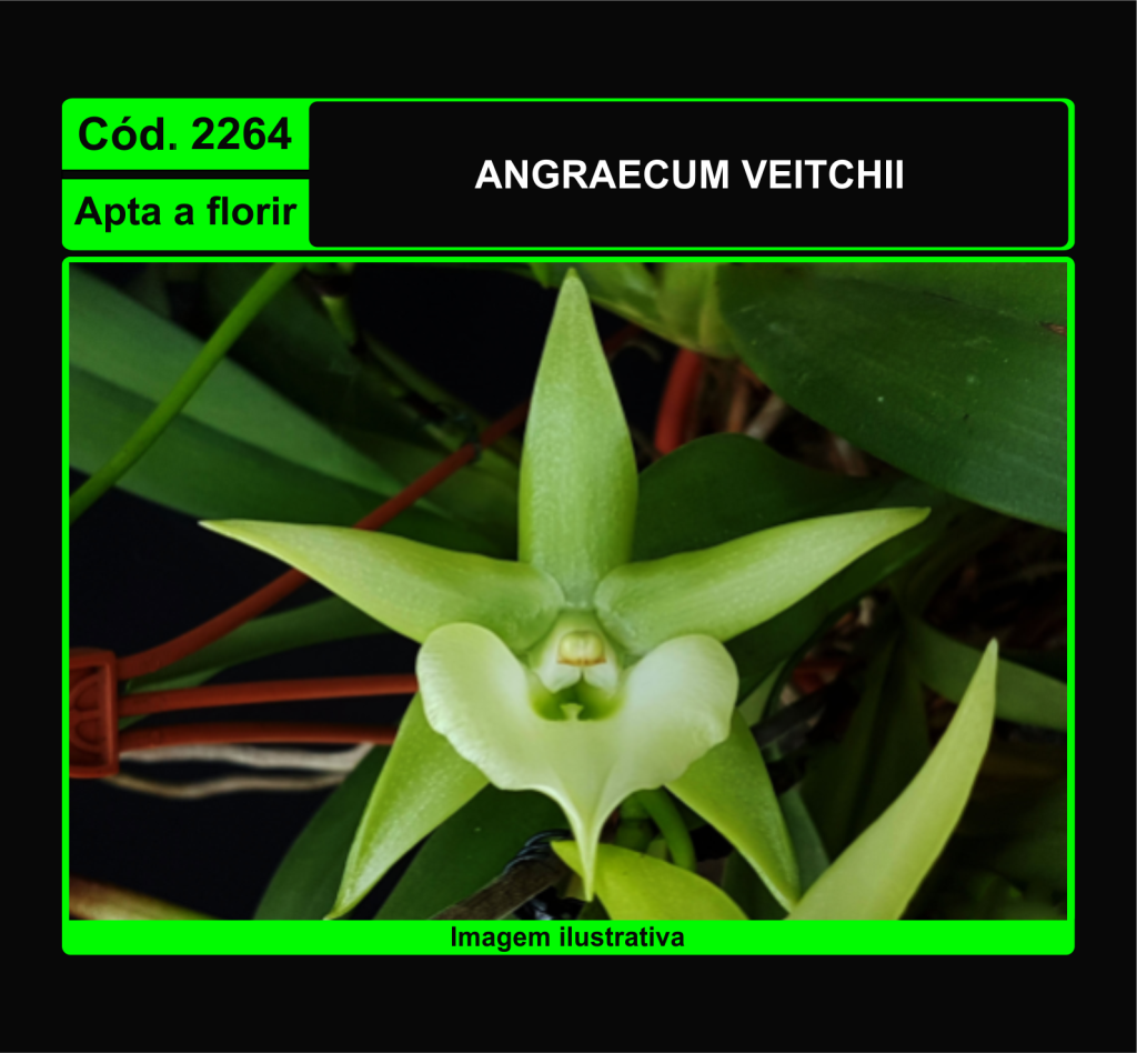 ANGRAECUM VEITCHII 2264