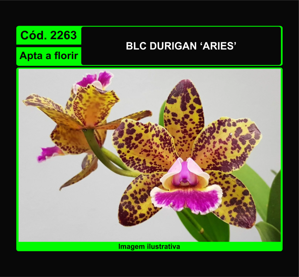BLC DURIGAN ARIES 2263