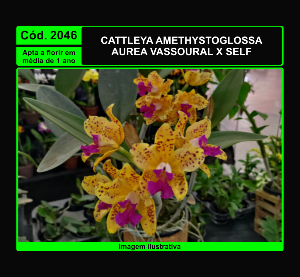 CATTLEYA AMETHYSTOGLOSSA AUREA VASSOURAL X SELF PRÉ ADULTA 2046