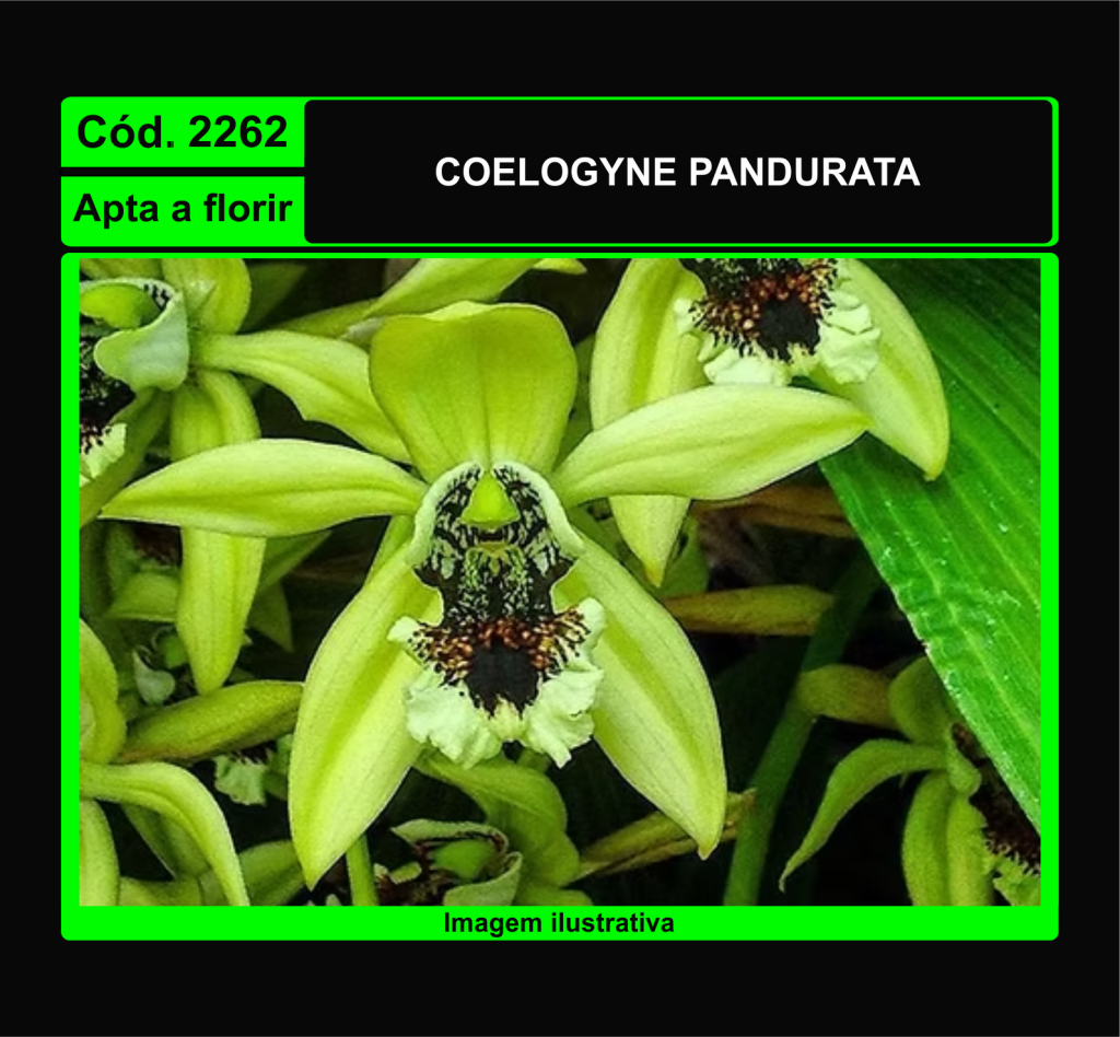 COELOGYNE PANDURATA 2262