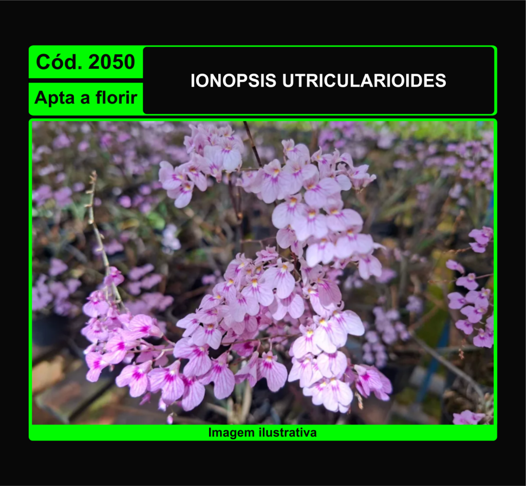 IONOPSIS UTRICULARIOIDES 2050