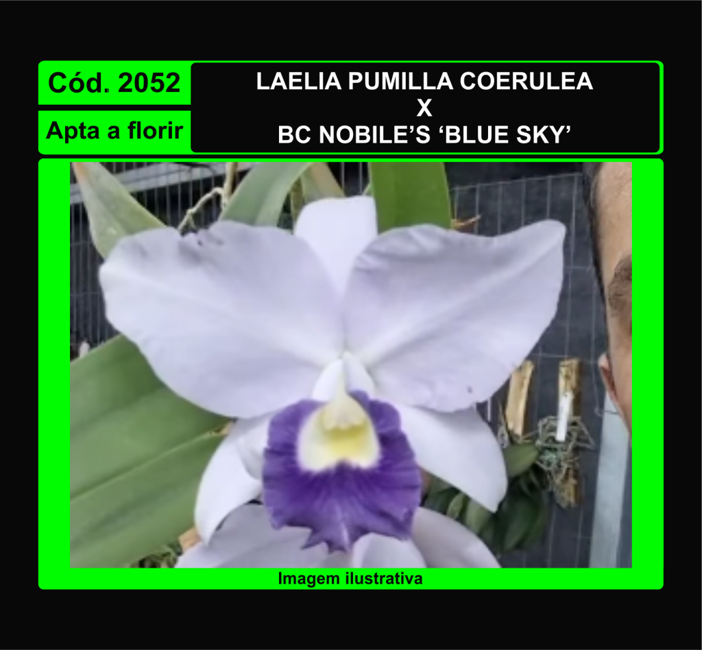 LAELIA PUMILA COERULEA X NOBILE S BLUE SKY 2052