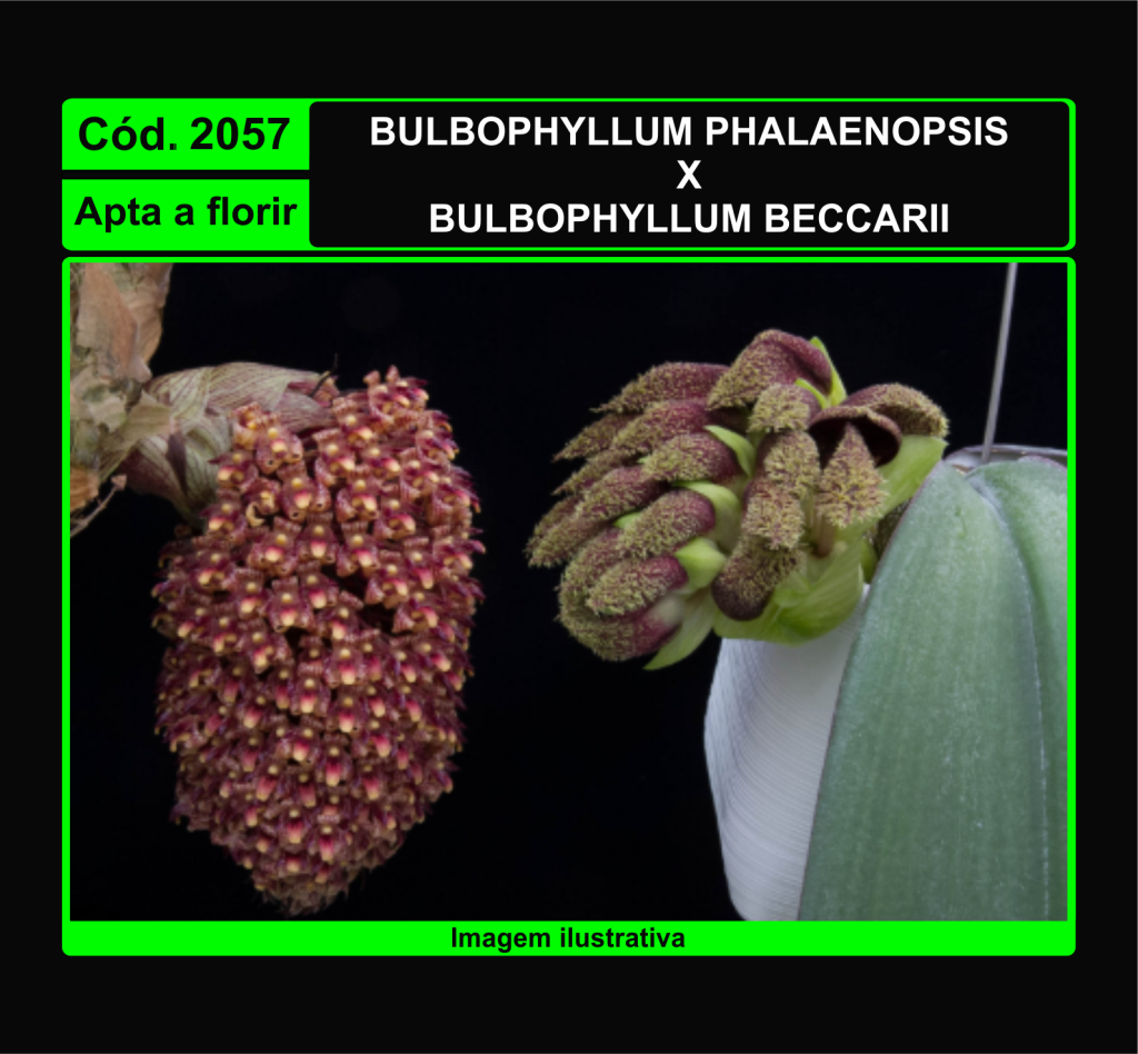 BULBOPHYLLUM PHALAENOPSIS X BECCARII 2057