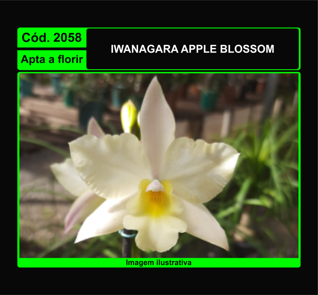 IWANAGARA APPLE BLOSSOM 2058