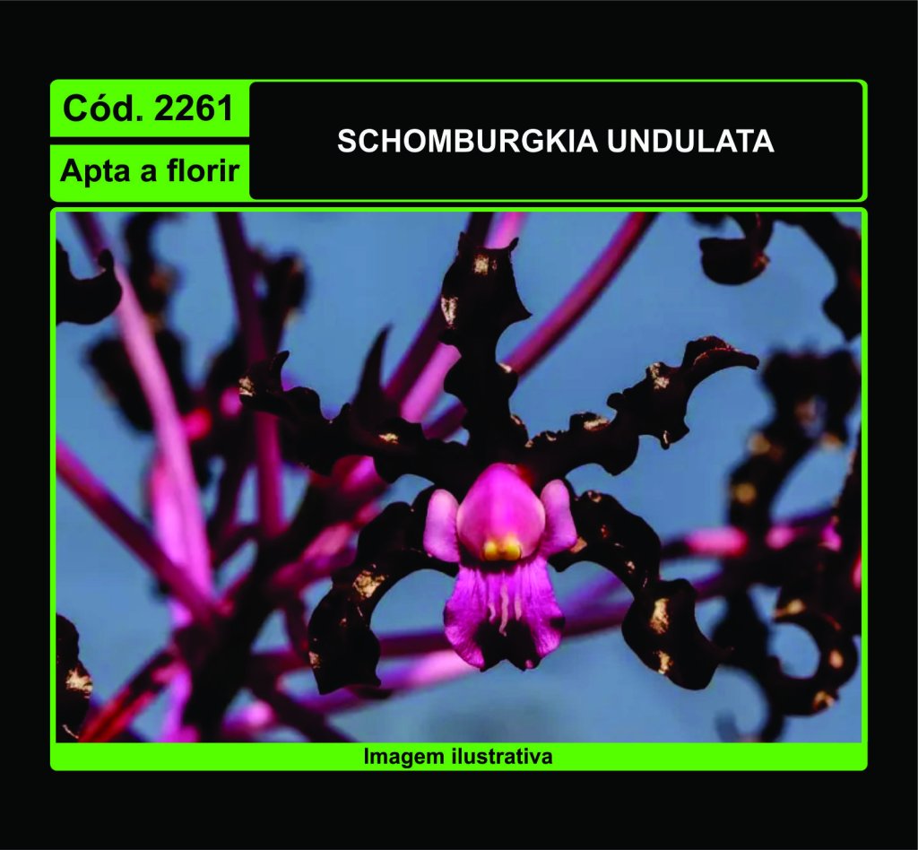 SCHOMBURGKIA UNDULATA 2261