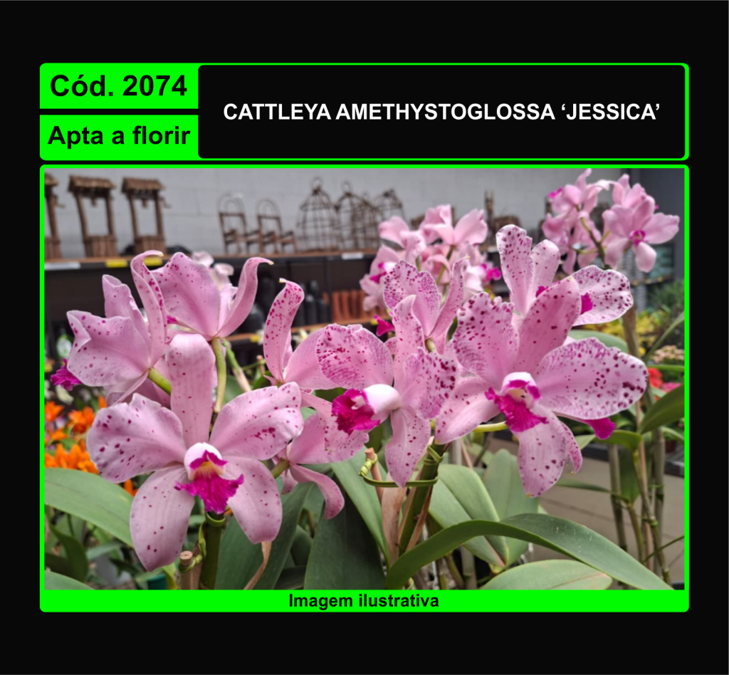 CATTLEYA AMETHYSTOGLOSSA JESSICA 2074