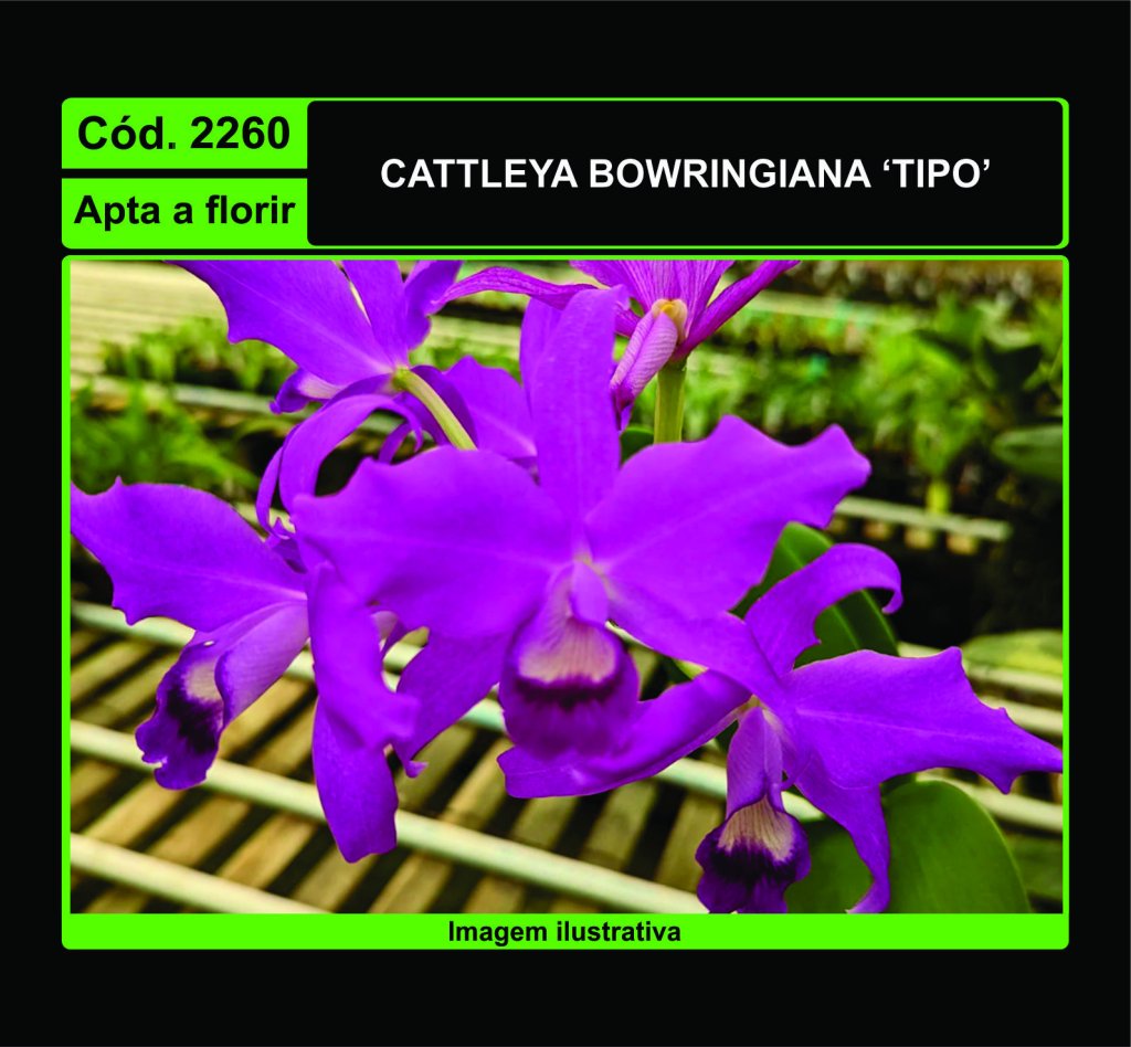 CATTLEYA BOWRINGIANA TIPO 2260
