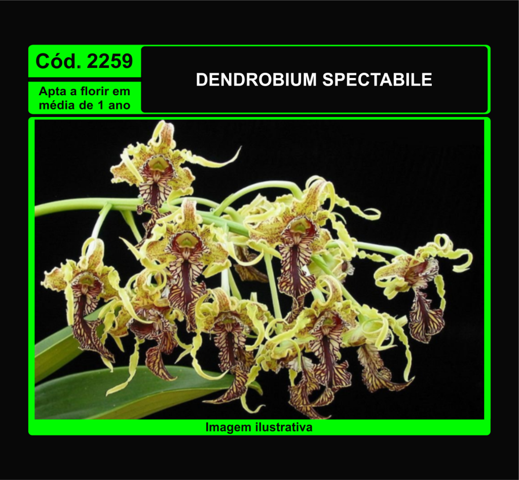 DENDROBIUM SPECTABILE PRÉ ADULTA 2259