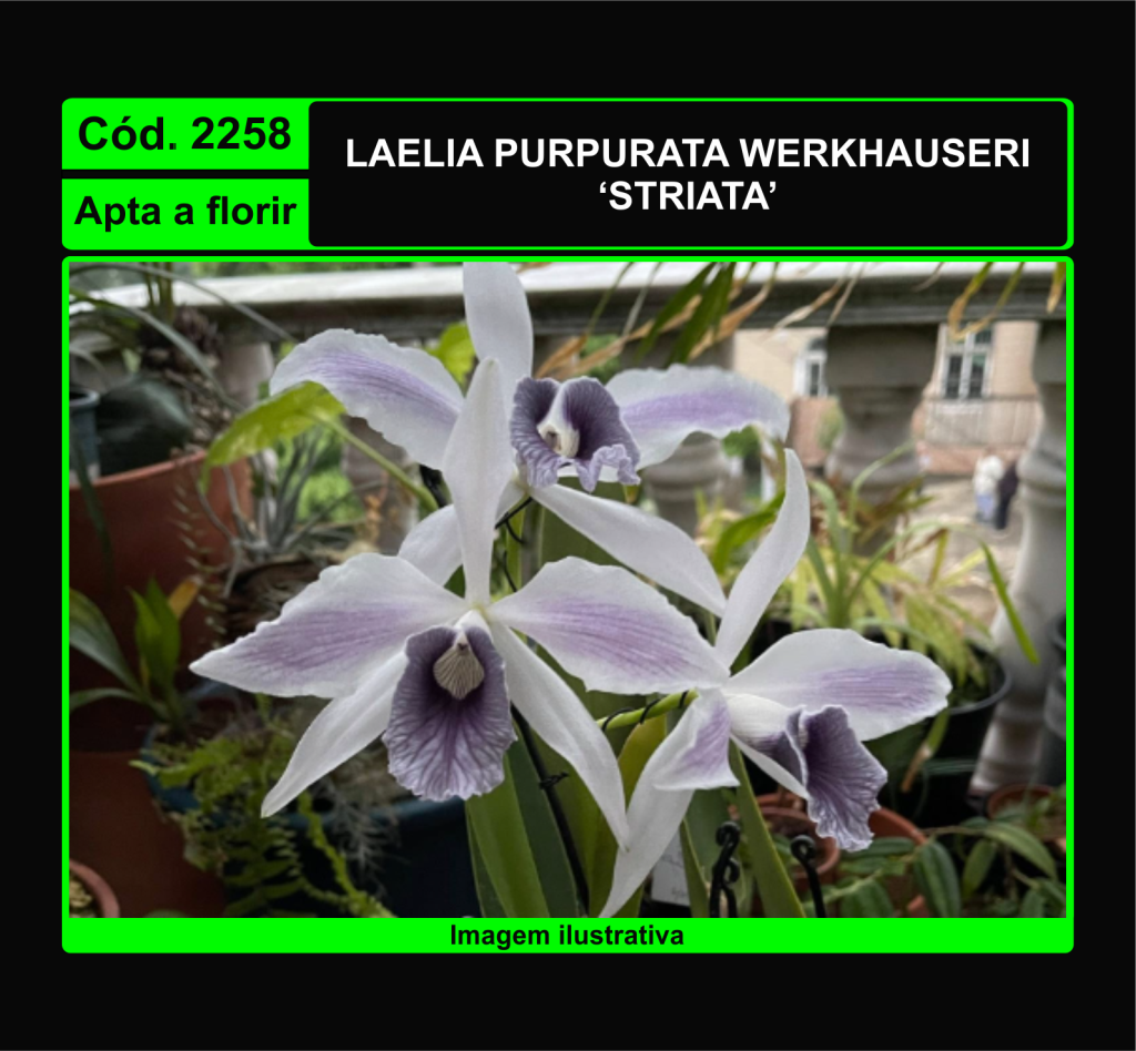 LAELIA PURPURATA WERKHAUSERI STRIATA 2258