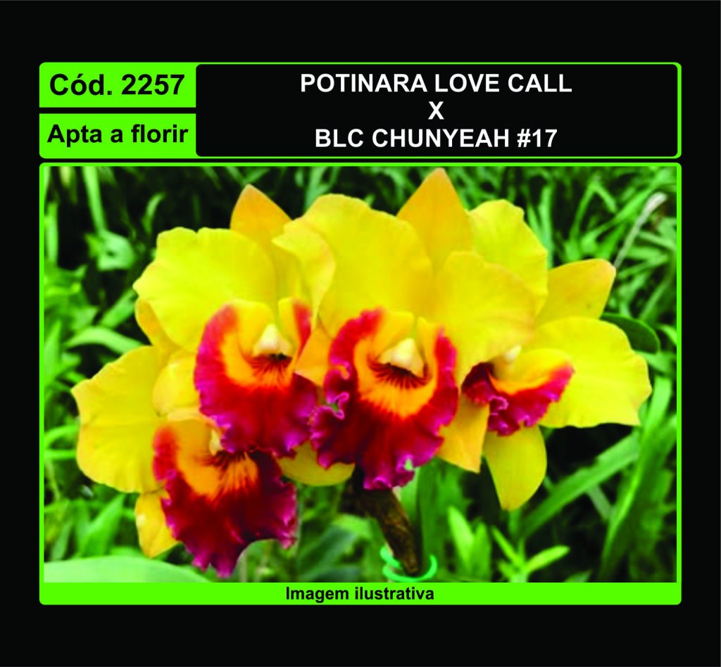 POTINARA LOVE CALL X BLC CHUNYEAH 17 2257