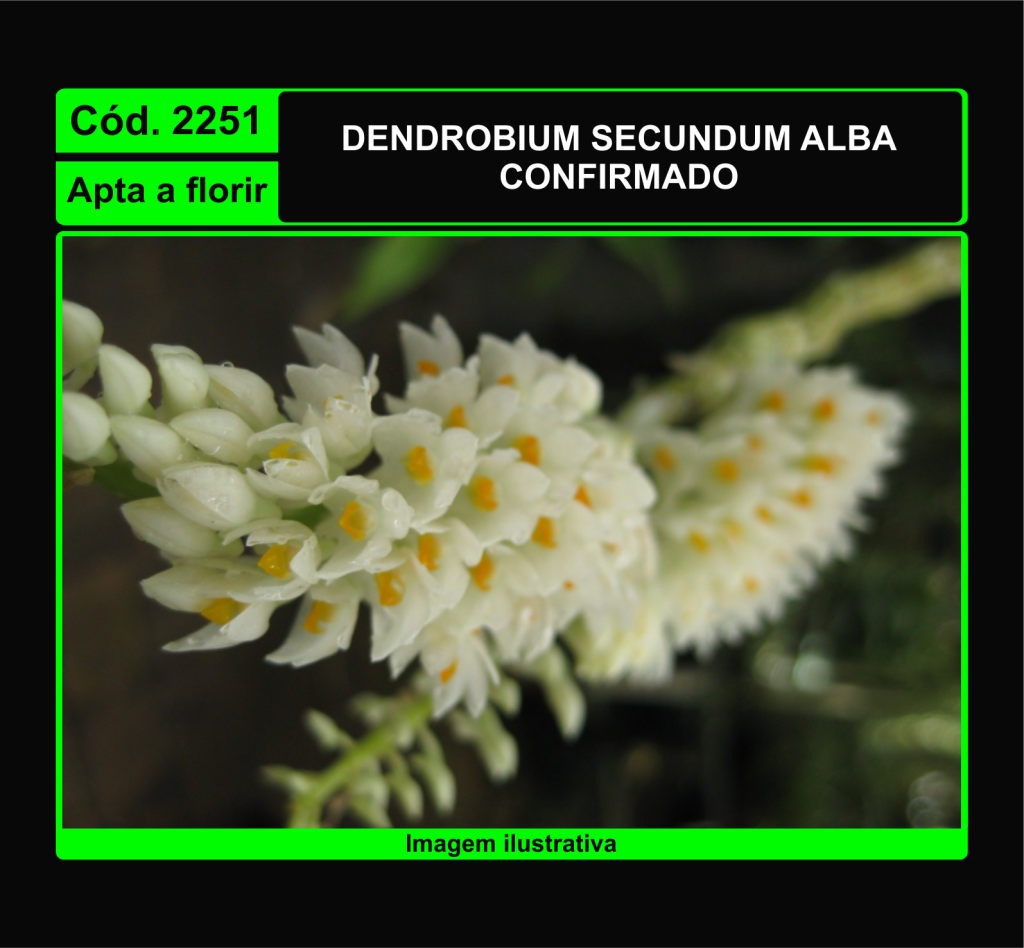 DENDROBIUM SECUNDUM ALBA CONFIRMADO 2251