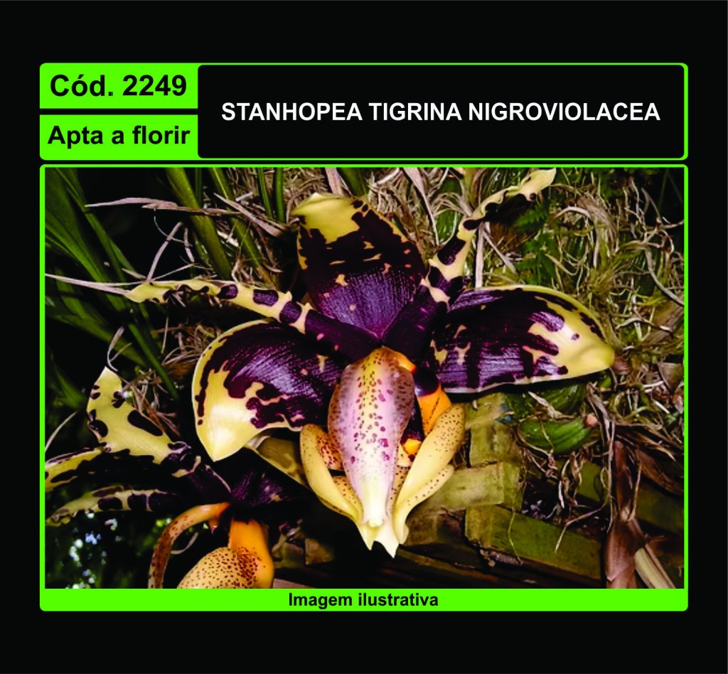 STANHOPEA TIGRINA NIGROVIOLACEA 2249