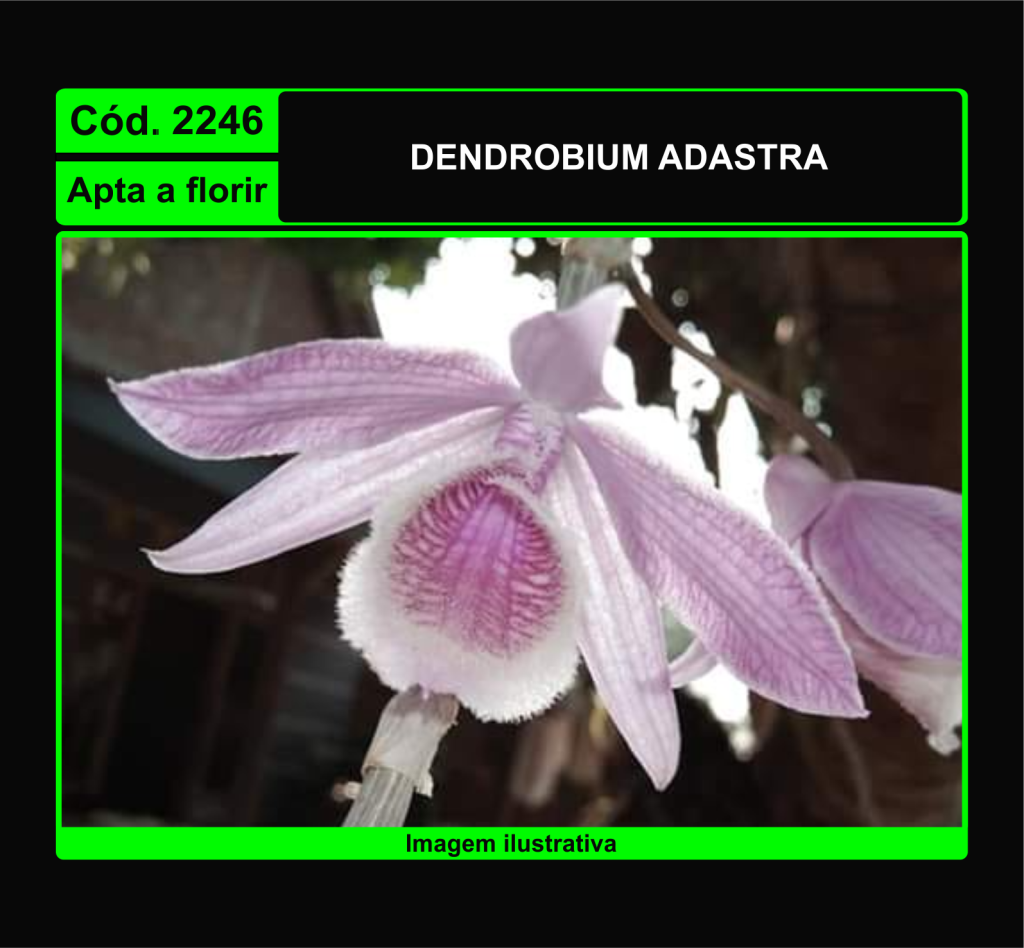 DENDROBIUM ADASTRA 2246