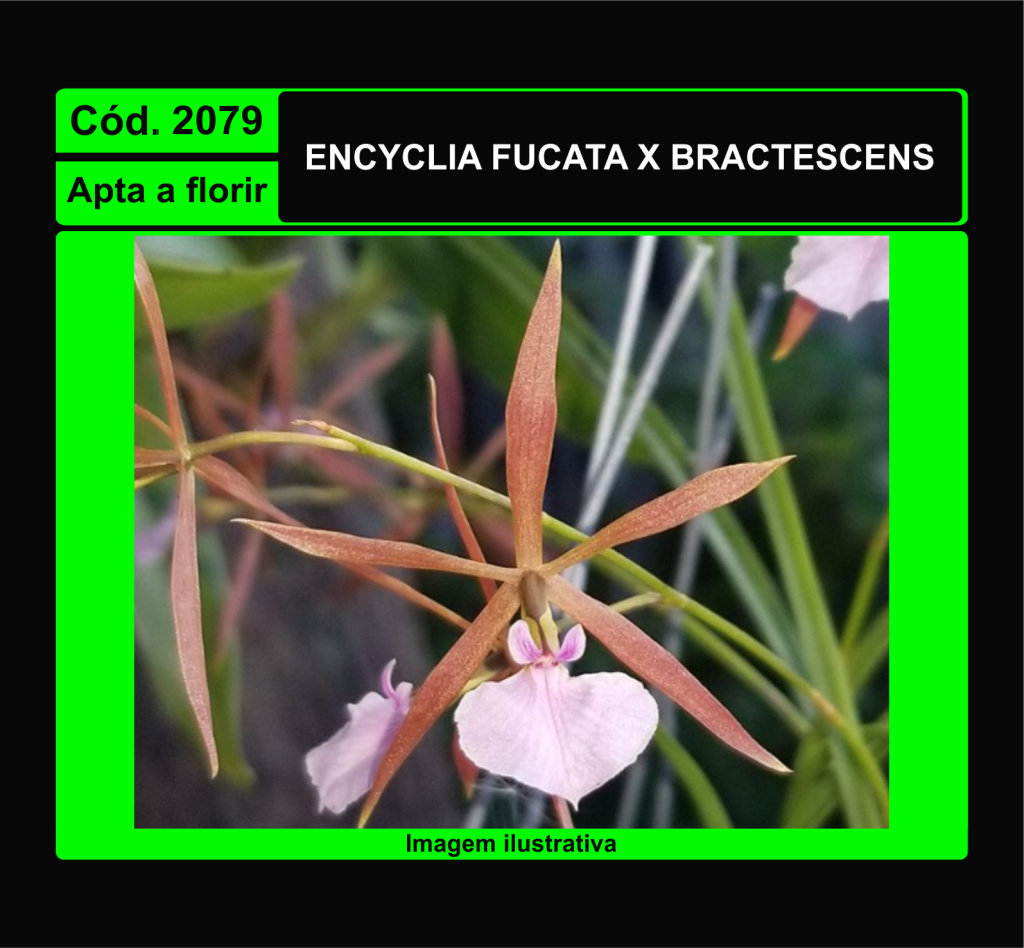 ENCYCLIA FUCATA X ENCYCLIA BRACTESCENS 2079
