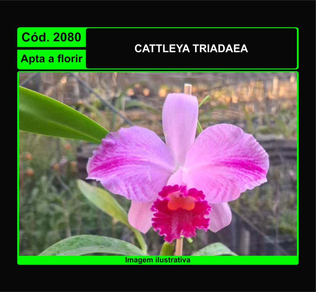 CATTLEYA TRIADAEA 2080