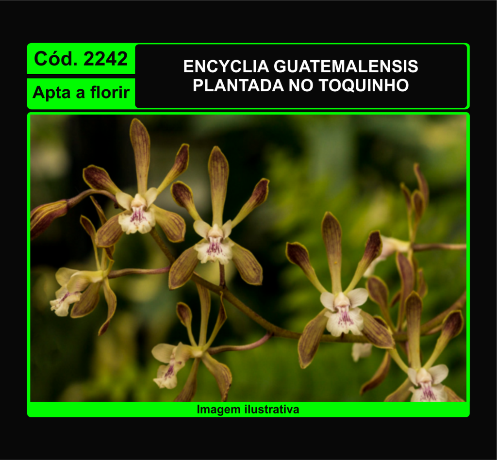 ENCYCLIA GUATEMALENSIS TC 2242