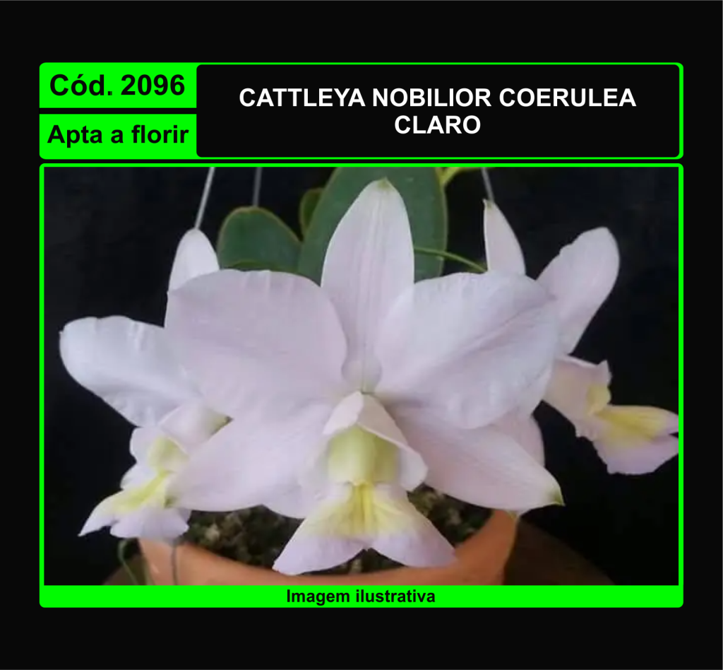 CATTLEYA NOBILIOR COERULEA CLARO 2096